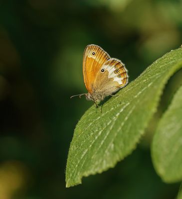 Tweekleurig Hooibeestje / Pearly Heath 