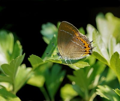Pruimenpage / Black Hairstreak