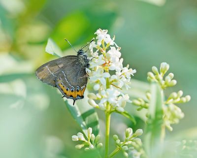 Pruimenpage / Black Hairstreak