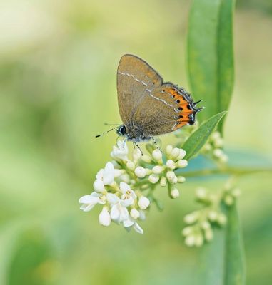 Pruimenpage / Black Hairstreak