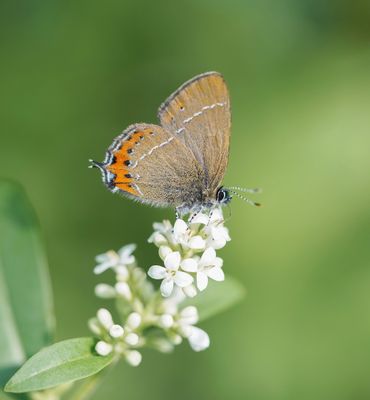 Pruimenpage / Black Hairstreak
