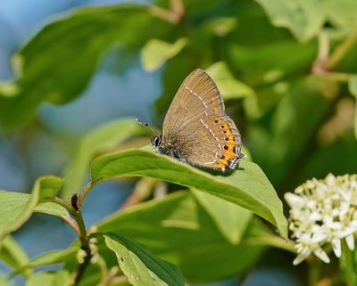 Pruimenpage / Black Hairstreak