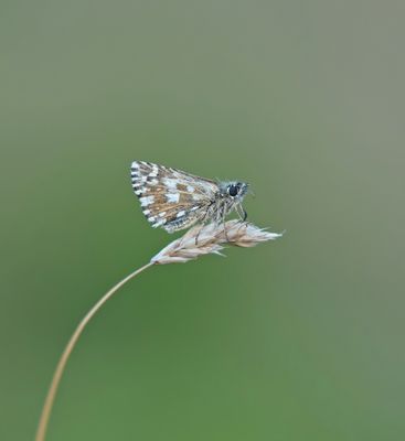 Aardbeivlinder / Grizzled Skipper
