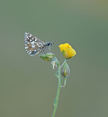 Aardbeivlinder / Grizzled Skipper