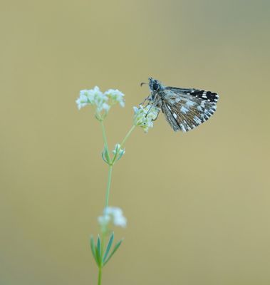 Aardbeivlinder / Grizzled Skipper