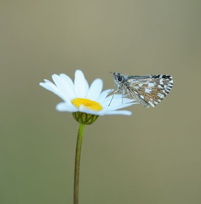 Aardbeivlinder / Grizzled Skipper