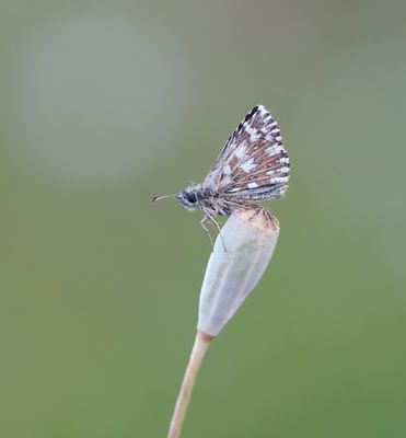 Aardbeivlinder / Grizzled Skipper
