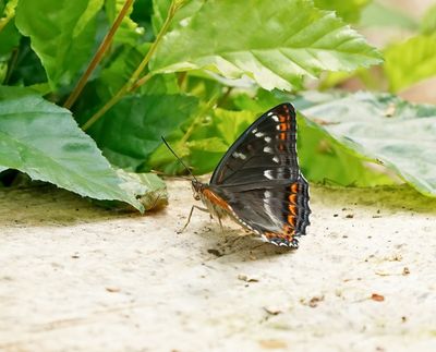 Grote IJsvogelvlinder / Poplar Admiral