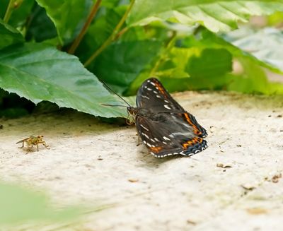 Grote IJsvogelvlinder / Poplar Admiral