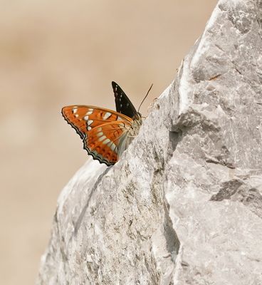 Grote IJsvogelvlinder / Poplar Admiral
