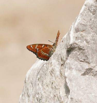 Grote IJsvogelvlinder / Poplar Admiral