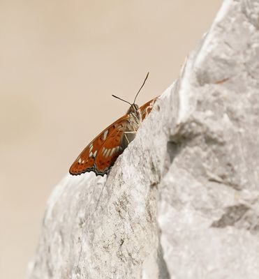 Grote IJsvogelvlinder / Poplar Admiral