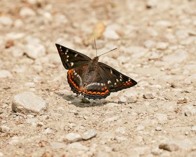 Grote IJsvogelvlinder / Poplar Admiral