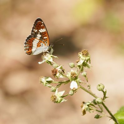 Kleine IJsvogelvlinder / White Admiral