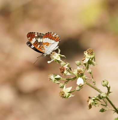 Kleine IJsvogelvlinder / White Admiral