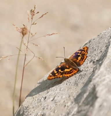 Kleine Weerschijnvlinder / Lesser Purple Emperor