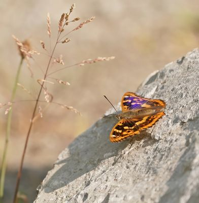Kleine Weerschijnvlinder / Lesser Purple Emperor