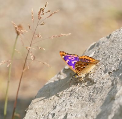 Kleine Weerschijnvlinder / Lesser Purple Emperor