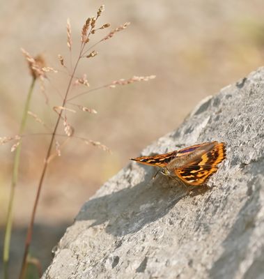 Kleine Weerschijnvlinder / Lesser Purple Emperor