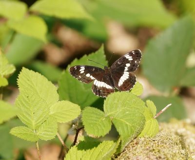 Kleine IJsvogelvlinder / White Admiral