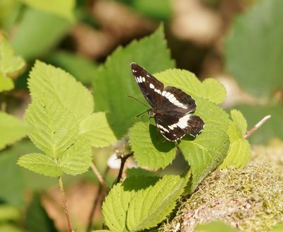 Kleine IJsvogelvlinder / White Admiral