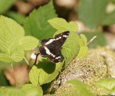 Kleine IJsvogelvlinder / White Admiral