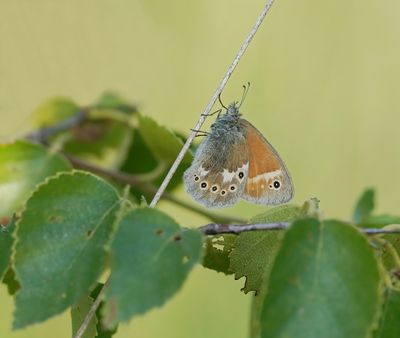 :: Veenhooibeestje / Large Heath ::