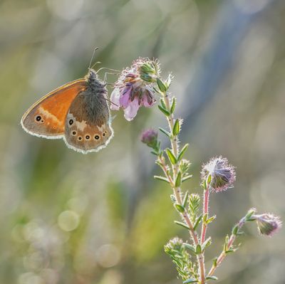 :: Veenhooibeestje / Large Heath ::