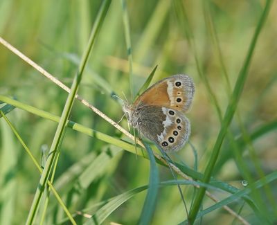 Veenhooibeestje / Large Heath