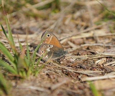 Veenhooibeestje / Large Heath