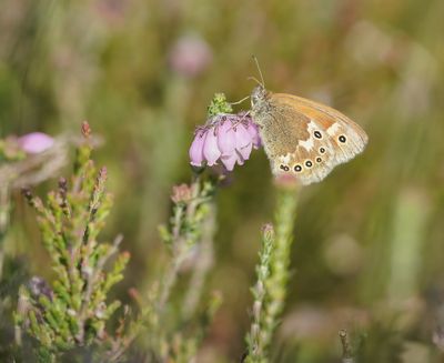 Veenhooibeestje / Large Heath