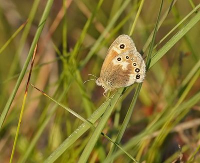 Veenhooibeestje / Large Heath