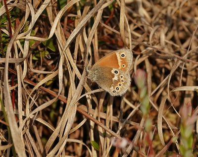 Veenhooibeestje / Large Heath