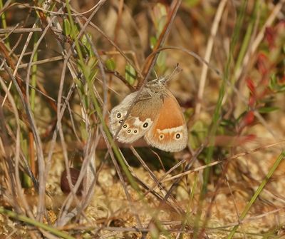Veenhooibeestje / Large Heath