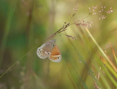 Veenhooibeestje / Large Heath