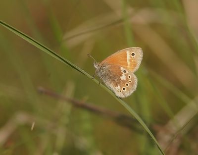Veenhooibeestje / Large Heath