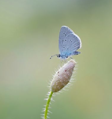 Zuidelijk Dwergblauwtje / Osiris Blue