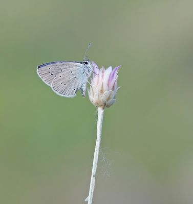 Zuidelijk Dwergblauwtje / Osiris Blue