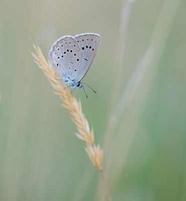 Pimpernelblauwtje / Scarce Large Blue