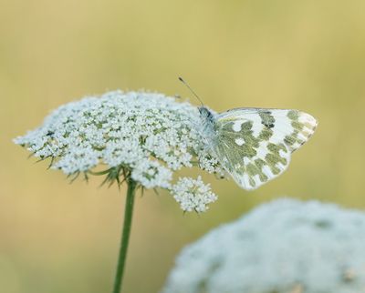 Oostelijk Resedawitje / Eastern Bath White