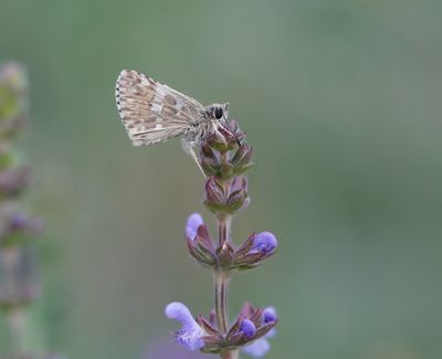 Klein Brandkruiddikkopje / Sage Skipper