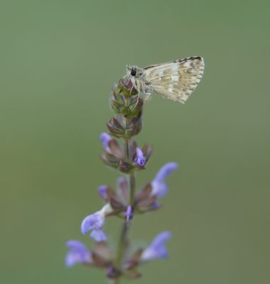 Klein Brandkruiddikkopje / Sage Skipper