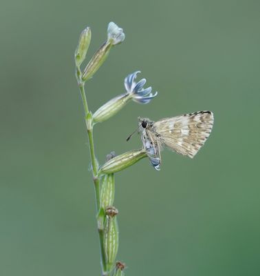Klein Brandkruiddikkopje / Sage Skipper