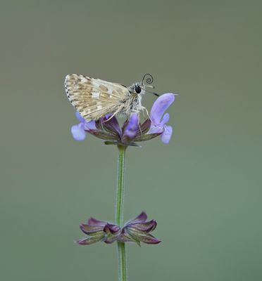 Klein Brandkruiddikkopje / Sage Skipper
