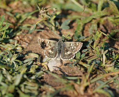 Klein Brandkruiddikkopje / Sage Skipper