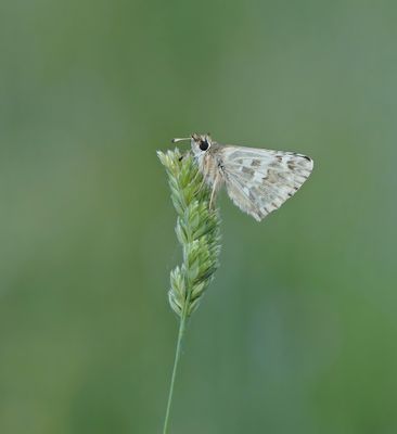 Klein Brandkruiddikkopje / Sage Skipper