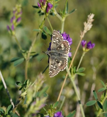 Klein Brandkruiddikkopje / Sage Skipper