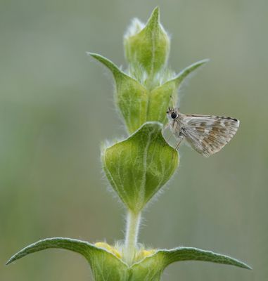 Klein Brandkruiddikkopje / Sage Skipper