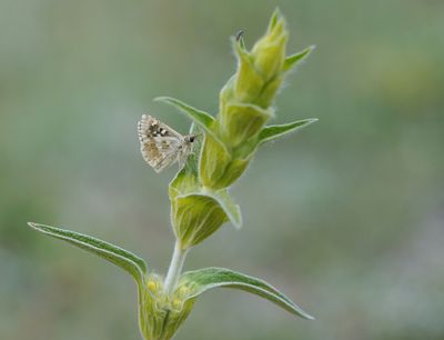 Klein Brandkruiddikkopje / Sage Skipper