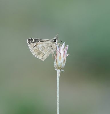 Klein Brandkruiddikkopje / Sage Skipper